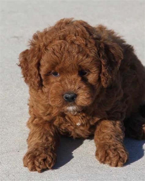 Chocolate Goldendoodle Puppy