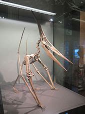 Pteranodón _ AcademiaLab