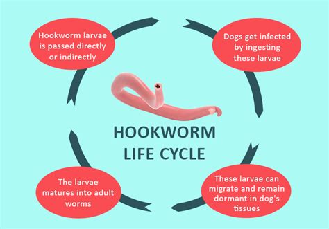 How do you protect your dogs from hookworm? - BestVetCare