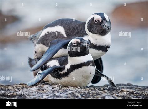 couple of African Penguin mating, Spheniscus demersus, Boulders Beach ...