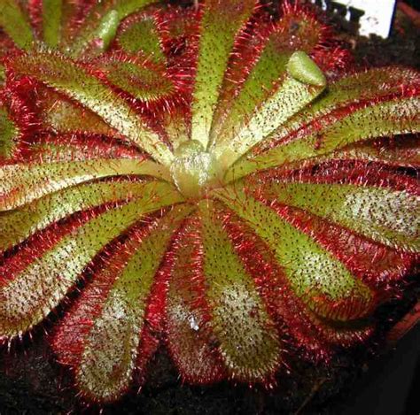 Buy Alice Sundew Seeds - Rarexoticseeds