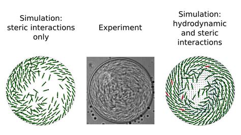 Bacterial self-organization in flattened droplets - YouTube