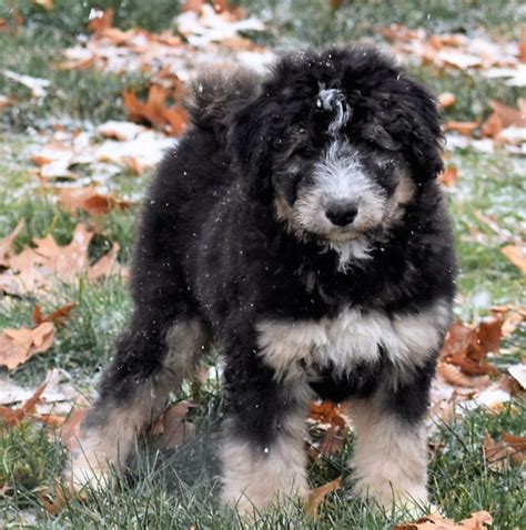 Dallas, a Black & White Male Siberpoo Puppy 620618 | PuppySpot