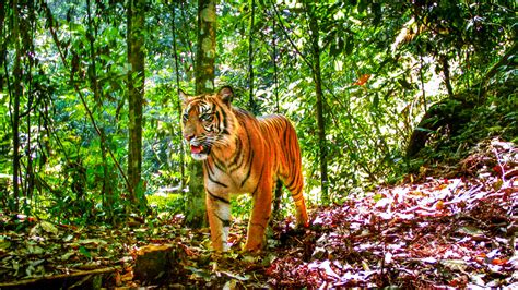 Sumatran tigers struggle in fragmented forests - Earth.com