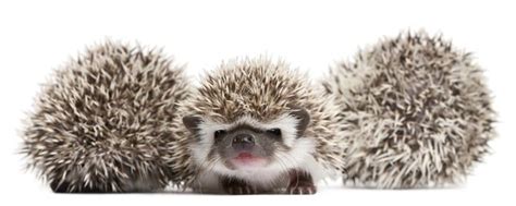 Four-toed Hedgehogs, Atelerix albiventris, 3 weeks old, in front of white background | Hedgehog ...