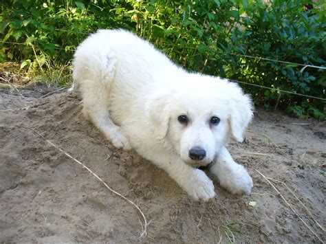 Kuvasz - SpockTheDog.com