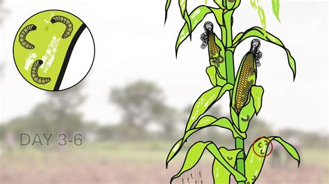 The Life Cycle of a Fall ArmyWorm (FAW) - YouTube