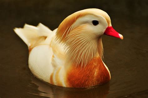 White Mandarin Duck | The White Mandarin, in its own right, … | Flickr