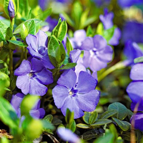 33 Colorful Groundcover Plants for a Low-Maintenance Garden | Ground ...