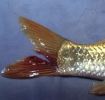 Fish diseases: Fin rot, diagnosis and treatment.