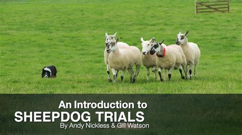 Featured tutorials - Introducing Sheepdog Trials