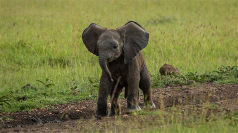 Best Baby Elephant Names | Cute And Funny - EXOtella