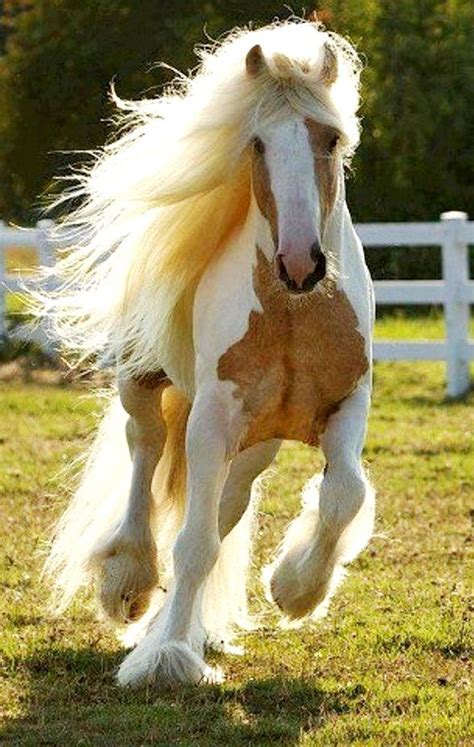 Cheval on Pinterest | Horses, Most beautiful horses, Pretty horses