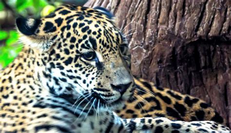 In Costa Rica, Photographing Jaguars to Help Save Them - The New York Times