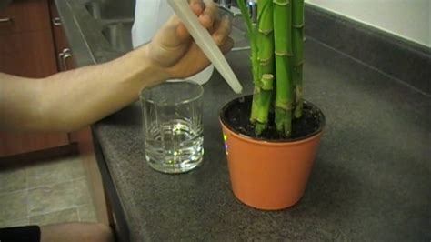 Indoor Bamboo Plant Watering - caridolan
