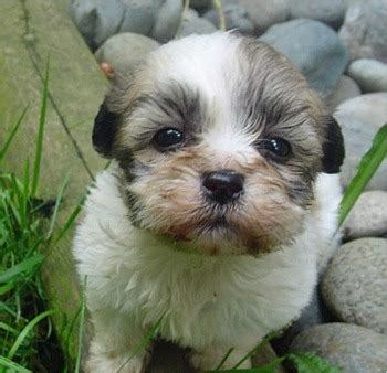 Shih-Poo (Shih Tzu-Poodle Mix) Facts, Temperament, Training, Diet ...