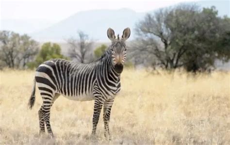 Curiosity Satisfied: What Does Zebra Meat Taste Like?