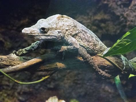 Nashville Zoo 08-27-2014 - Cuban False Chameleon 1 | Flickr