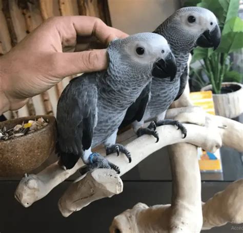 African grey parrot care - African Grey Parrot