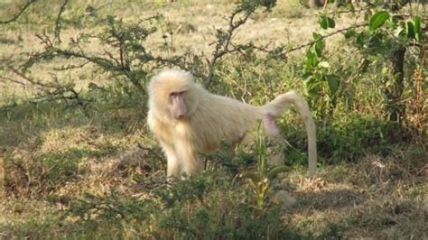 albino-baboon.jpg (640×360) | Albino, Baboon, Animals