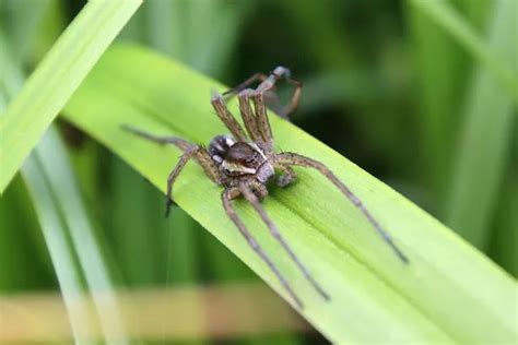 15 UK spiders that can bite you - and are they dangerous? - Daily Star