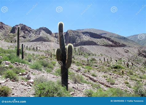 Big Cactus in South America Mountains Stock Illustration - Illustration of ecological, nature ...