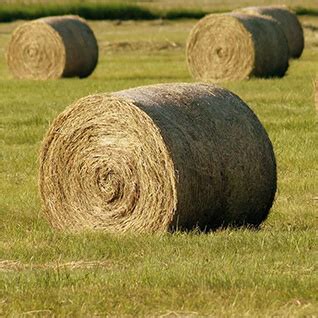 Rhodes grass seed Supplier Pakistan - Rhodes Grass Seed Pakistan