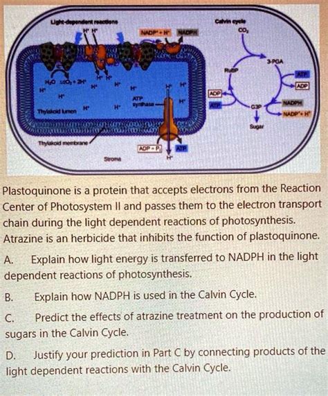 SOLVED:KiO Foet Plastoquinone is a protein that accepts electrons from the Reaction Center of ...