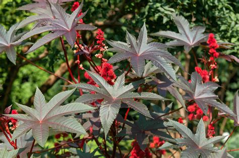 How to Grow and Care for Castor Bean Plants