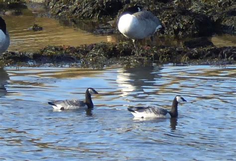 barnacle geese | wildfife