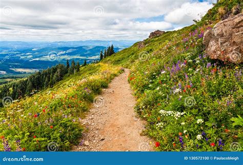 Beautiful Wildflowers Stock Photography | CartoonDealer.com #42568844