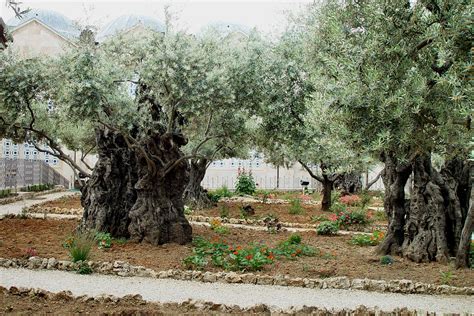 Olive trees in Garden of Gethsemane | Garden of gethsemane, Travel fun, Trip