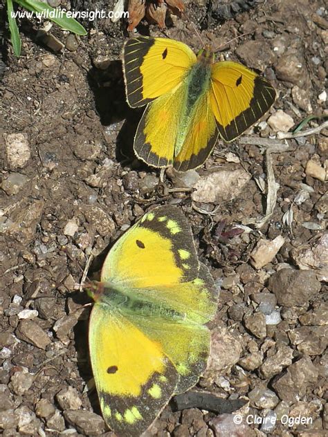 Clouded Yellow Butterfly and caterpillar (Colias croceus) | Wildlife Insight