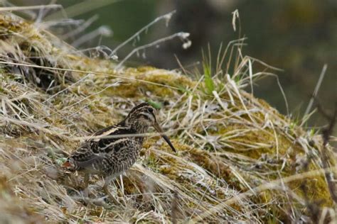 Revealing migration of an unknown EAAF waterbird: The Wood Snipe - Eaaflyway