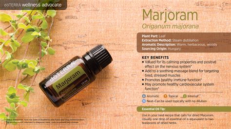 Marjoram Oil | doTERRA Essential Oils