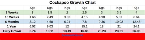 Cavapoochon Size Chart