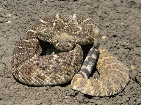 Western Diamondback Rattlesnake | Creatures of the World Wikia | FANDOM ...