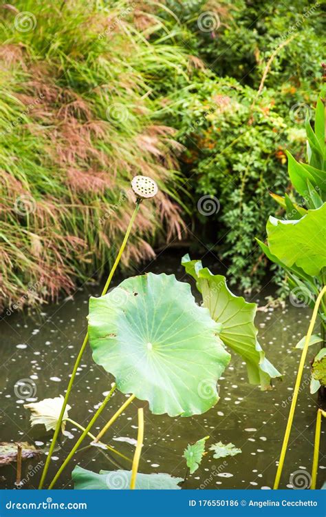 Dried Water Lily Pods and Stems in Pond Outdoors Stock Photo - Image of dried, color: 176550186