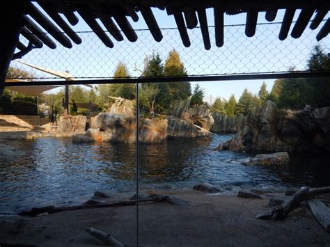 9/13/2020 - California Sea Lion Habitat - ZooChat