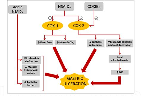 [PDF] Pathophysiology of Gastric Ulcer Development and Healing: Molecular Mechanisms and Novel ...