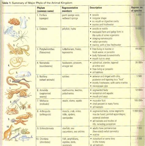 Kingdom Animalia Characteristics