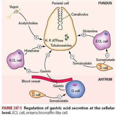 Philien ~ Sophia: Physiology of gastric secretion