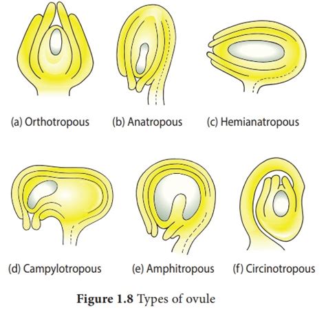 Types of Ovules - Female reproductive part - Gynoecium