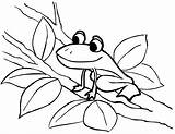 Free Printable Frog Coloring Pages For Kids sketch template