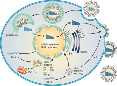 The Threat of Airborne Transmission of Influenza A: H5N1 - microbewiki