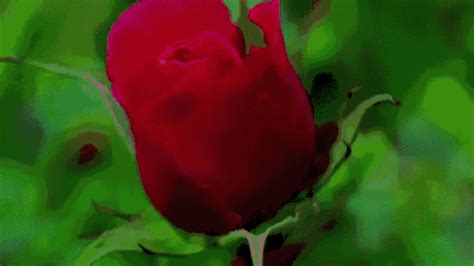 Rose Blooming Time Lapse GIF - Find & Share on GIPHY