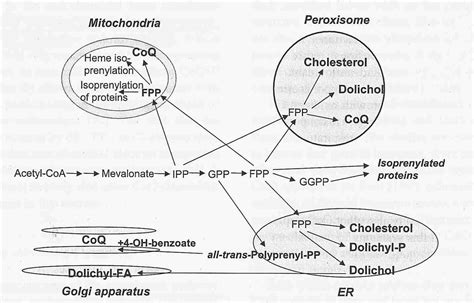 Coq10 Benefits For Liver at Stephaine Walker blog