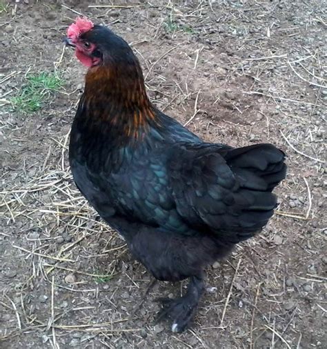 French Black Copper Marans Chicken Breeds | Cackle Hatchery®