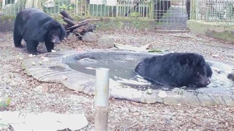 Moon bears rescued from 18 years of hell in a bile farm on the road to recovery - YouTube