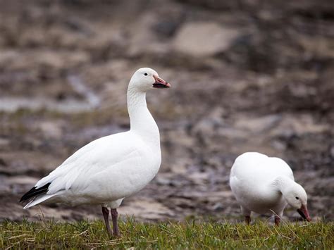 Snow Geese Migration: A Complete Guide | Birdfact